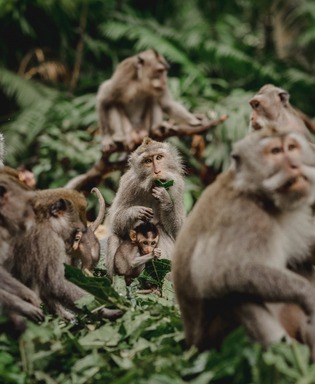 ubud monkey forest